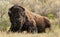 Bison Sits in Yellowstone\'s Wild