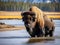Bison Sits in Yellowstone s Wild