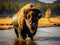 Bison Sits in Yellowstone s Wild