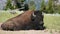Bison sitting on grasslands in Yellowstone National Park