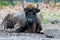 Bison sitting on the ground with leafs in Background