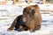 Bison sitting on the ground with leafs and snow in Background