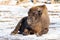 Bison sitting on the ground with leafs and snow in Background