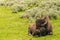 Bison sitting in meadow with mountain background at Yellowstone National Park