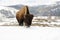 Bison in the Snow. Yellowstone National Park