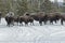 Bison & Snowmobiles, Winter, Yellowstone NP