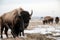 Bison In A Snowy Field