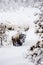 Bison in the snowy woods of Yellowstone