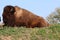 Bison soaking up the sunlight`s warmth