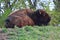 Bison soaking up the sunlight`s warmth