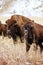 Bison standing in a field during fall, Grand Teton National Park, Wyoming