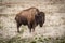 Bison standing in the grasslands