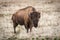 Bison standing in the grasslands Looking at the Camera