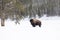 Bison standing by a tree in a snow covered field of Yellowstone National Park