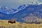 Bison stands in grand landscape of Yellowstone National Park