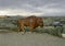 Bison Statue at Antelope Island State Park, Salt Lake City, Utah