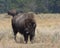 Bison Sticking Out Tongue