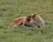 Bison Stock Photo and Image. Baby Bison resting on grass in the field with blur background in its environment and habitat