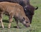 Bison Stock Photo and Image. Bison adult with baby bison close-up view in the field in their environment and habitat surrounding