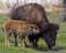 Bison Stock Photo and Image. Bison adult with baby bison drinking water in the field in their environment and habitat surrounding