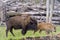 Bison Stock Photo and Image. Bison adult with baby bison walking in the field in their environment and habitat surrounding with a