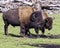 Bison Stock Photo and Image. Close-up profile view in the field with grass blur background in their environment and surrounding