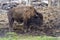 Bison Stock Photo and Image.  Close-up side view displaying large body and horns in its environment and habitat surrounding.