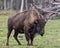 Bison Stock Photo and Image. Close-up view walking in the field with a blur forest background displaying large body and horns in