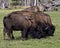 Bison Stock Photo and Image. Group eating grass in the field with blur forest background in their environment and habitat