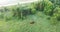 Bison in the summer forest. Beautiful landscape view of a lonely bison eating plants.