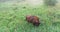 Bison in the summer forest. Beautiful landscape view of a lonely bison eating plants.