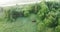 Bison in the summer forest. Beautiful landscape view of a lonely bison eating plants.