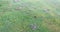 Bison in the summer forest. Beautiful landscape view of a lonely bison eating plants.