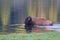 Bison Swimming Across Yellowstone River