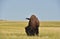 Bison Swishing His Tail on a Plains Field