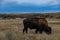 Bison of Theodore Roosevelt National Park