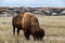 Bison of Theodore Roosevelt National Park