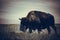 Bison of Theodore Roosevelt National Park