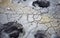 Bison tracks in hot spring mud, Yellowstone National Park