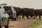 Bison Traffic Jam Along Dirt Road