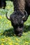 Bison Up Close Grazing