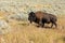 Bison walking along the Grand Loop Road near a turn out