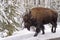 Bison Walking Along the Side of the Road