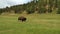 Bison Walking at Custer State Park