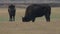 Bison walking in field