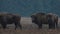 Bison walking in field