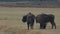 Bison walking in field