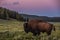Bison walking through the meadows of Hayden Valley at sunset
