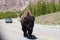 Bison walking in the middle of the road in Yellowstone National Park