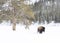 Bison walking past a tree in a snow covered field of Yellowstone National Park